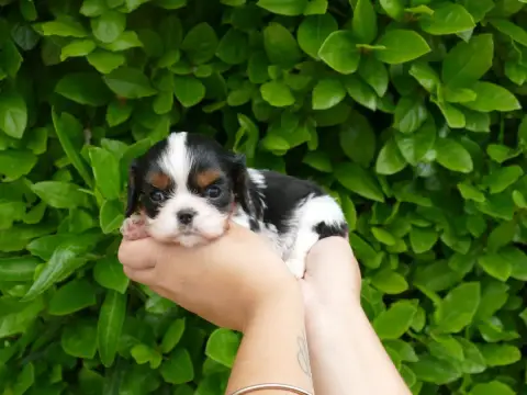 Cavalier King Charles Spaniel  Petite Du Temps Des Am 3898f photo 2