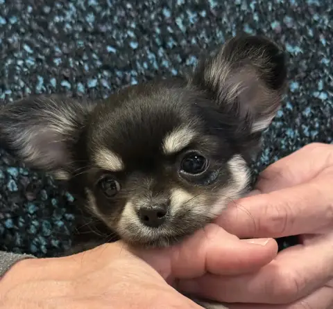 Chihuahua  Bb Nana Dalia Des Matriochekas Mexicaines 05dee