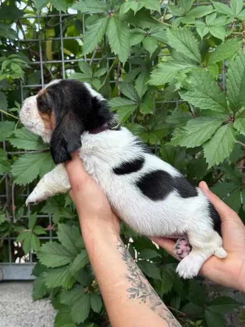 Basset Hound  Baptistine Collier Violet Tricolore Du  e96d6 photo 3