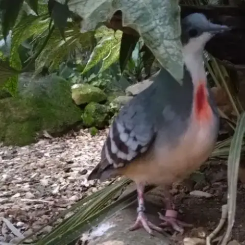 Colombes Poignardé