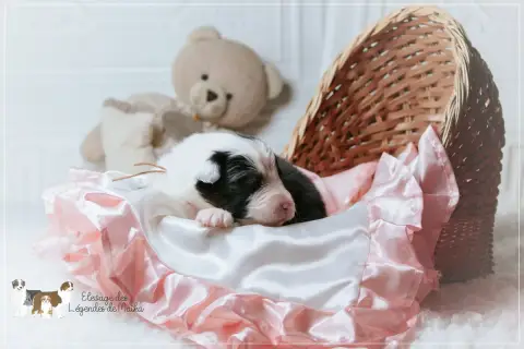 Berger Australien  Chiot N°3 Des Légendes De Maika photo 2