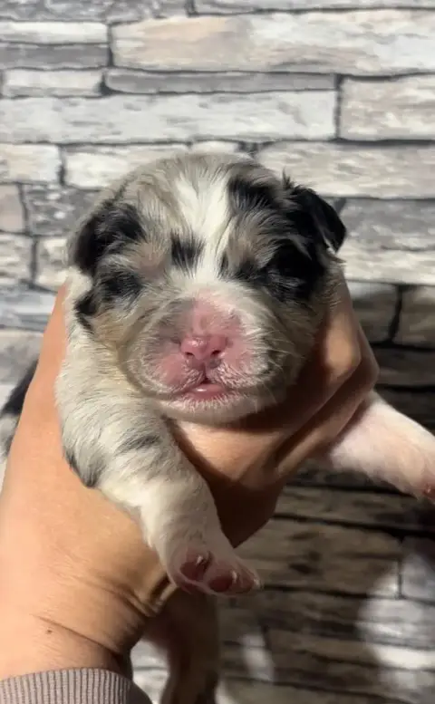 Berger Australien  Chiot 1 De L'Aussie Happy