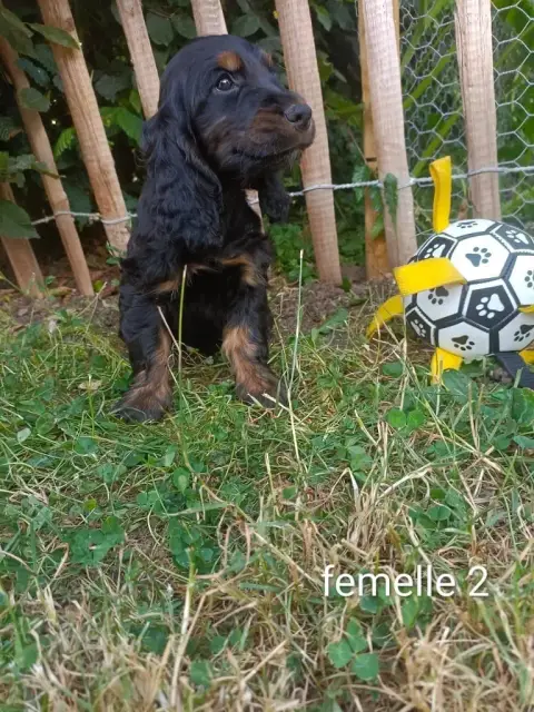 Cocker Spaniel Anglais  Chiot N°7 Des Pres Flamands 6356f photo 2