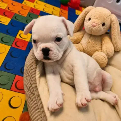 Magnifique Bouledogue Français Exotique