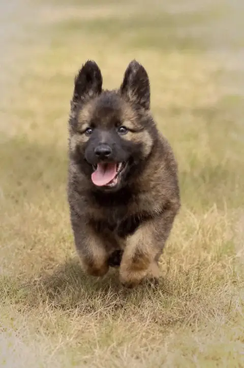 Berger Allemand  Chiot N°3 Au Royaume D'Une Nuit Etoi 2d1dd