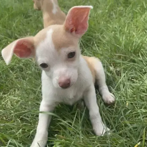 Chiots Mâles Croisés Pinscher