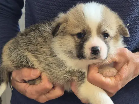 Welsh Corgi Pembroke  B... De Paline