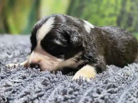 Border Collie photo 2