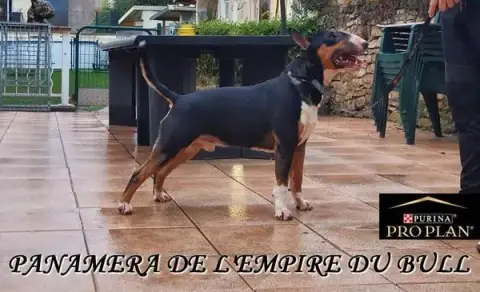 Bull Terrier  N1 Fem Bringee D'Emiloliv photo 2