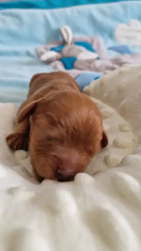 Cavalier King Charles Spaniel  Baron Les Cavaliers Du 10f83