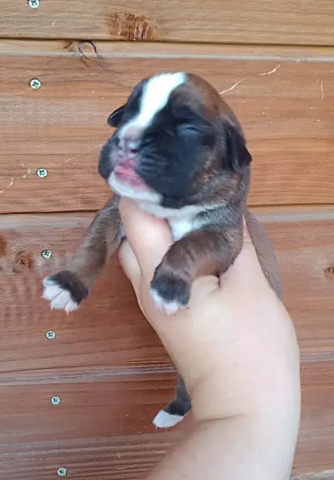 Boxer 
                        Chiot 1 Des Gardiens D 9ad52 photo 3