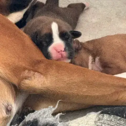Chiots Boxer Inscrit Au Lof