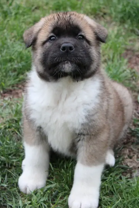 Akita Americain  Be The One Galadriel'S Angels