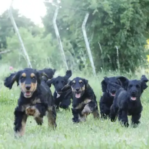 Mâles Cockers Spaniel Anglais