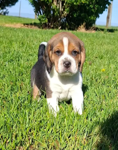 Beagle  Balzac Des Marais De Courmont photo 2