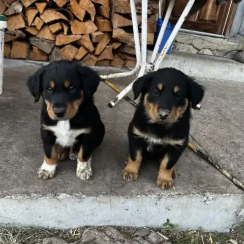 Chiots Berger De Savoie