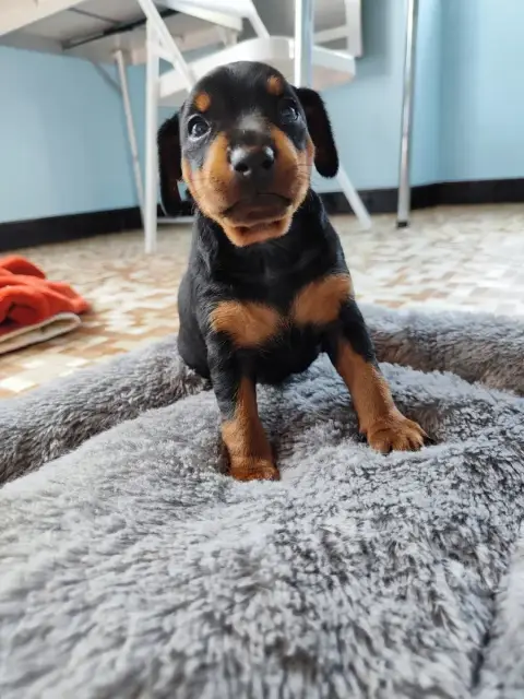 Pinscher Nain  Billy Beau Gosse Des Pinschouns Du Pou 82f61 photo 2