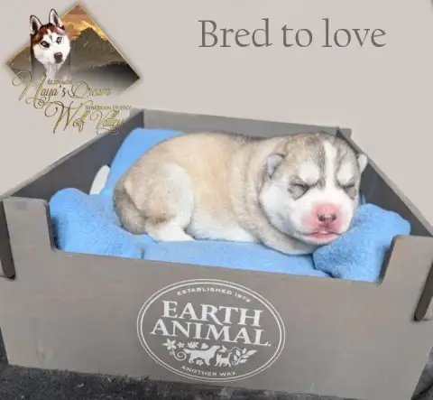 Siberian Husky  Bred To Love De Naya'S Dream Wolf Val e9e4e photo 3
