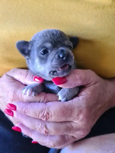 Chihuahua  Bloomy Diamond De L’Ecrin Des Joyaux