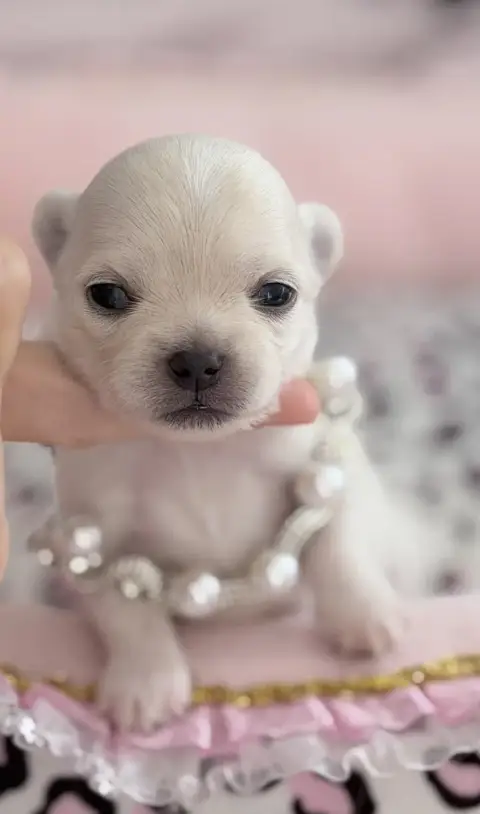 Chihuahua  Blou