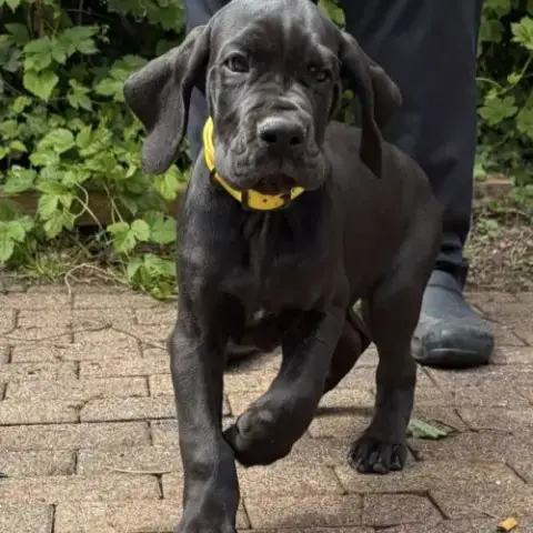 Superbes Chiots Dogues Allemand