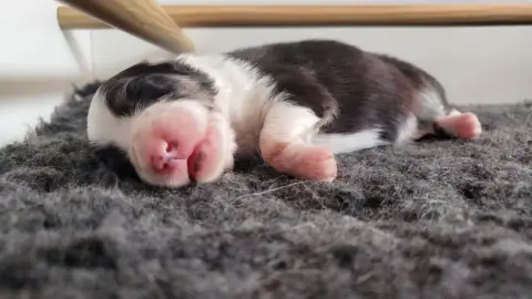 Shetland Sheepdog  F1 Of Chiprey'S Hamlet photo 3