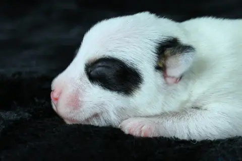 Parson Russell Terrier 
                        Burbe 7b946 photo 2