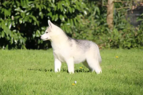 Siberian Husky  M1 Des Legendes Du Triskel photo 3