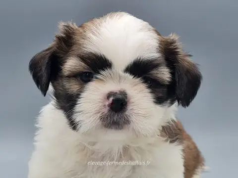 Shih Tzu  Bunny Du Mont De La Chenaie