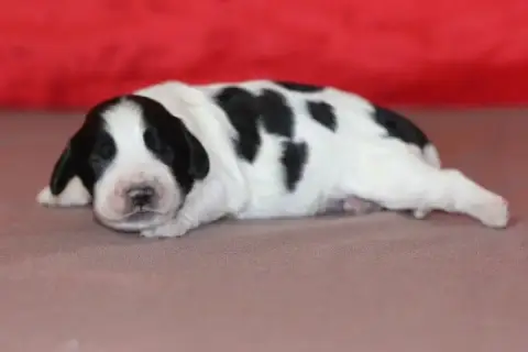 English Springer Spaniel photo 2