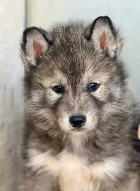 Siberian Husky  Chiot N°4 De Romane De La Fardelle photo 2