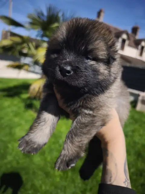 Eurasier  Rose Des Cerberes De Gaïa