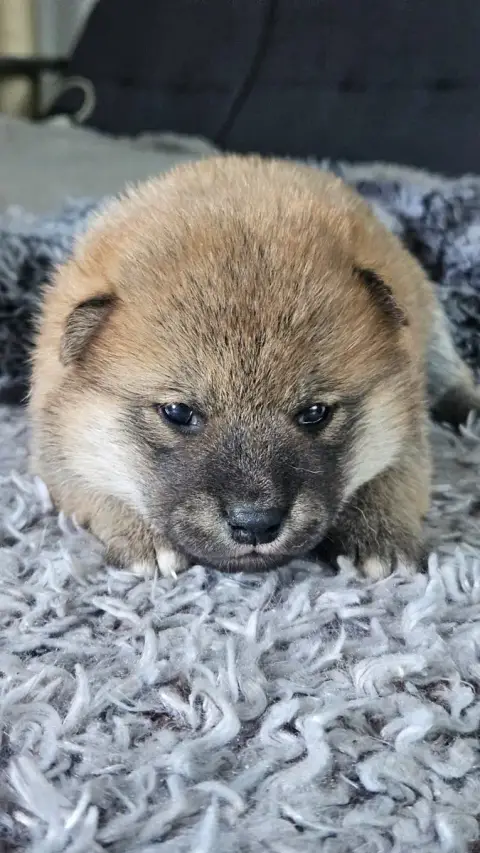 Shiba  Benjiro De British And Us photo 2