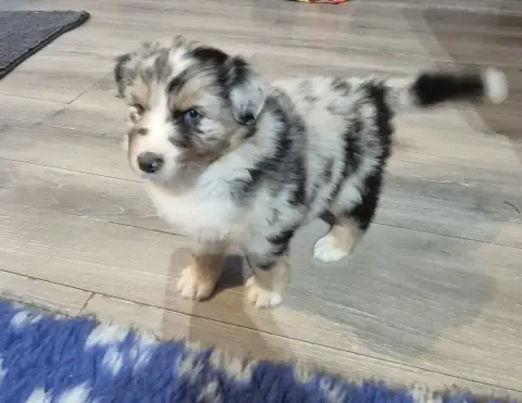 Berger Australien  Chiot N°1