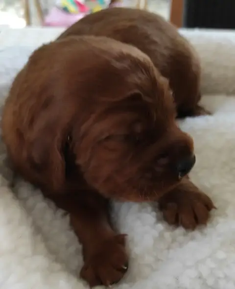 Adopter Setter Irlandais Rouge 
                        Chiot 2a5c8