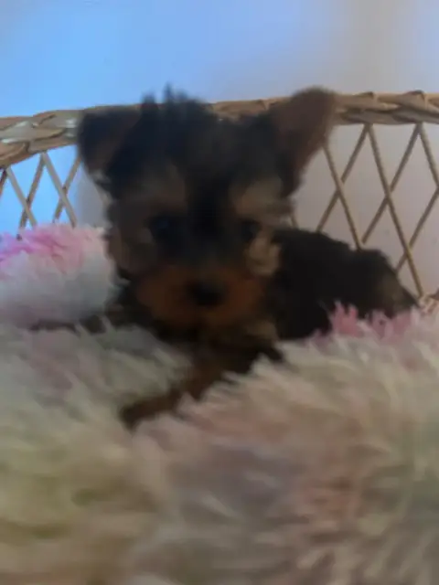 Yorkshire Terrier  Bill Du Hameau De Roxane