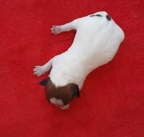 Jack Russell Terrier  B... Des Adrilines D'Opale photo 2