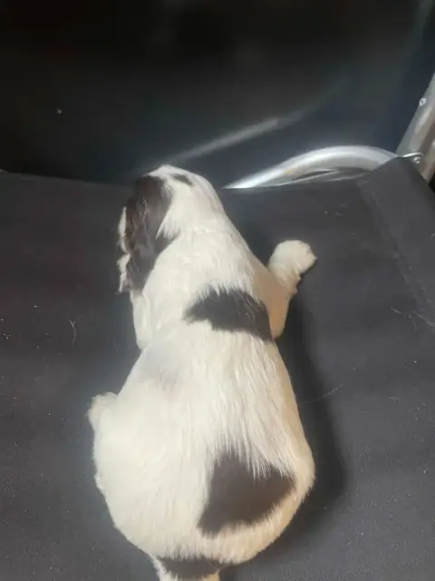 Cocker Spaniel Anglais  Chiot N°2 Des Joyaux Du Petit d3982 photo 3