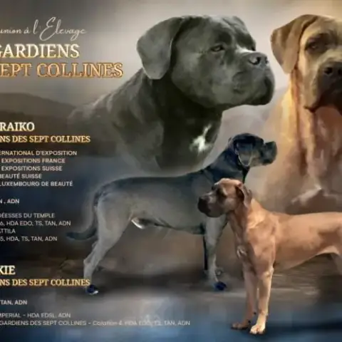 Chiot Cane Corso