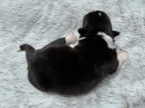 Welsh Corgi Cardigan  Chiot N°5 De La Cour Des Iles 08d03 photo 2