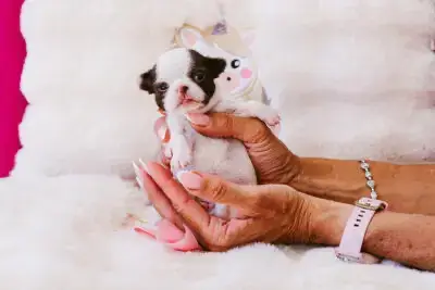 Chihuahua  Baby Bambi Of Aphrodite Childs