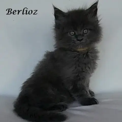 Chatons Maine Coon Loof Non Stérilisés