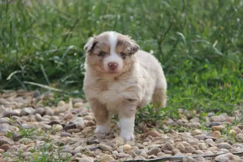 Berger Américain Miniature  Chiot N°2 Na Caorrun