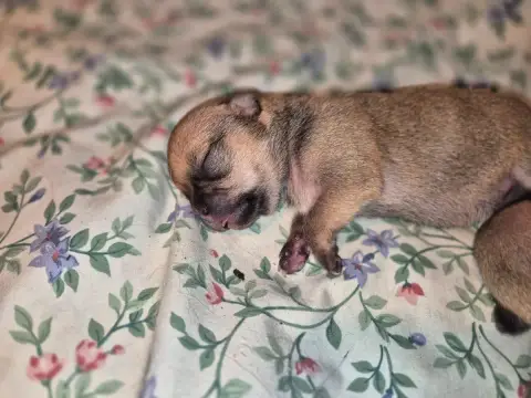 Chihuahua  Chiot 1 De La Vallée D'Uria photo 2