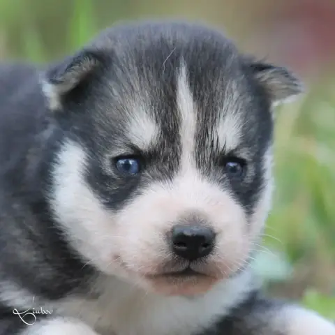 Siberian Husky  Baajuk Liubov'S