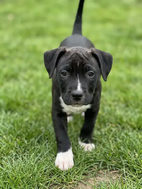 American Staffordshire Terrier  Black Moon Of The Ang 24971