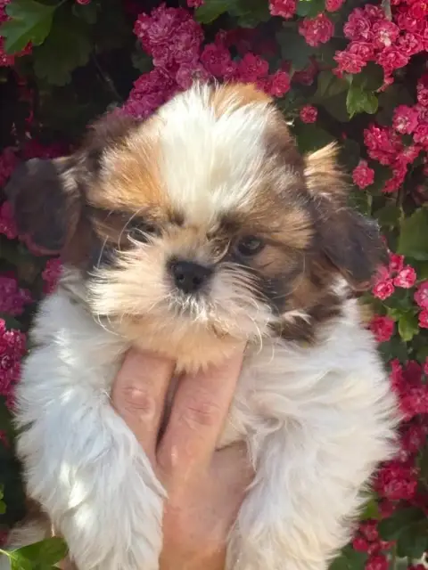 Shih Tzu  Barbanelle De La Baronnerie Des Cuillerdier 5347c