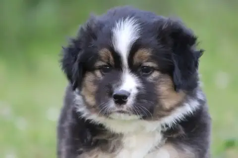 Berger Américain Miniature  Chiot N°1 Du Domaine De M 6820a
