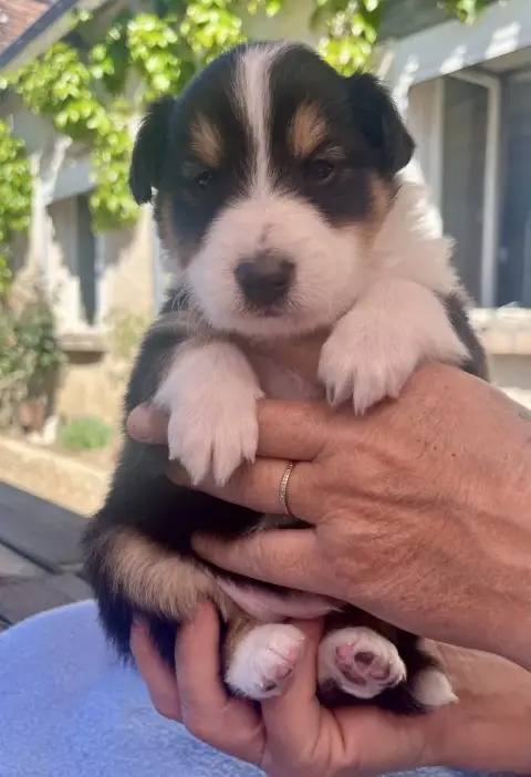 Shetland Sheepdog  Chiot N°2 Du Vent De La Harpiniere 0ab1f