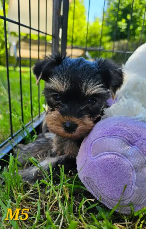 Yorkshire Terrier  Chiot 6 Des Pattes Impériales